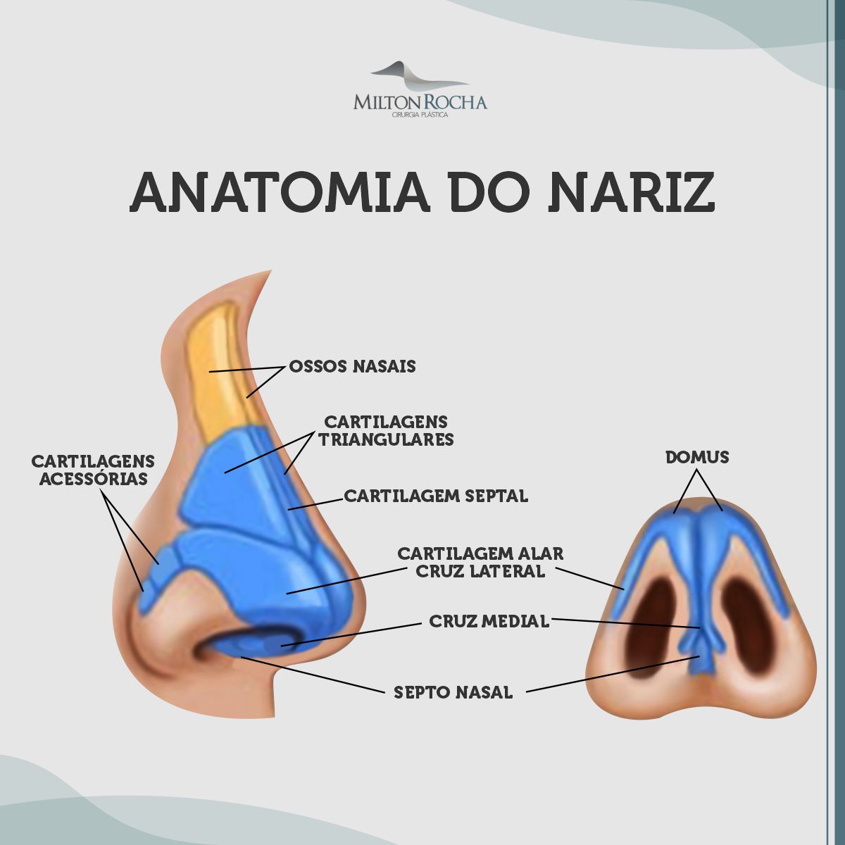 You are currently viewing Cirurgia Plástica Recife – Anatomia do nariz
